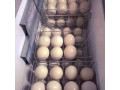 ostrich-chicks-and-eggs-available-small-1