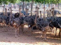 ostrich-chicks-and-eggs-available-small-0