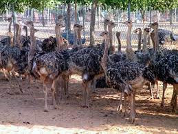 ostrich-chicks-and-eggs-available