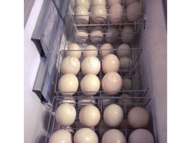 ostrich-chicks-and-eggs-available-big-1