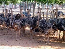 ostrich-chicks-and-eggs-available-big-0